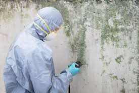 Best Emergency Mold Remediation  in Wynnewood, OK